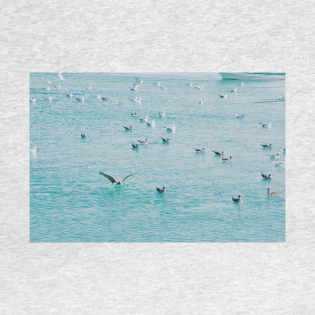 Grey Gulls floating, Oman sea by PedaDesign